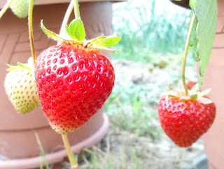 474a5 fresas