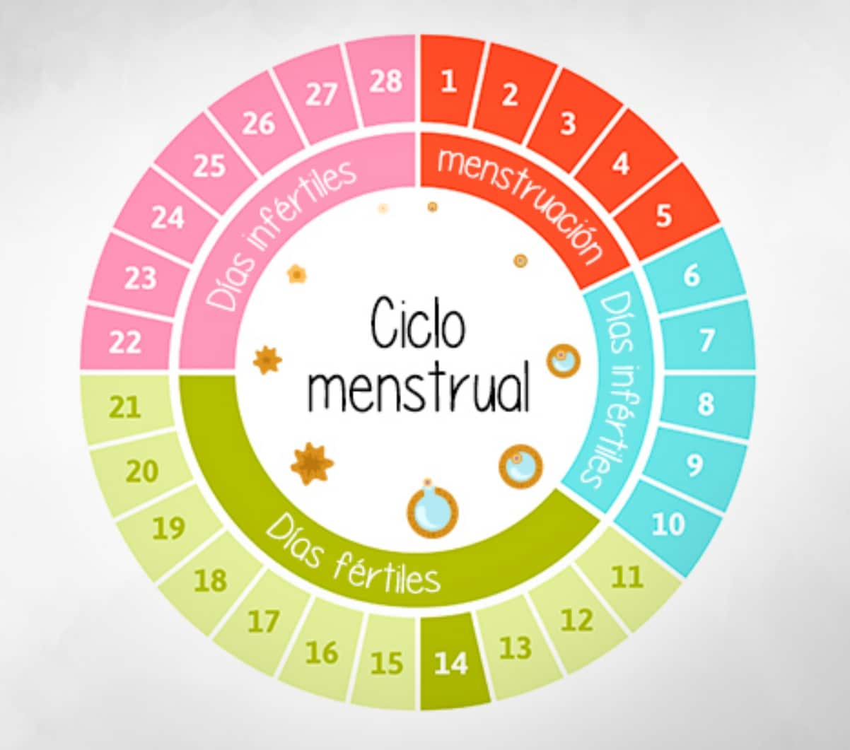 ciclo menstrual